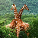 The Graceful Giraffe  screen for extension Chrome web store in OffiDocs Chromium