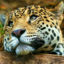 The Graceful Leopard: Master of Stealth and Agility  screen for extension Chrome web store in OffiDocs Chromium