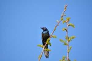 Free download The Grackle free photo or picture to be edited with GIMP online image editor