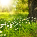 The grass and flowers are fragrant  screen for extension Chrome web store in OffiDocs Chromium