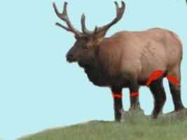 Free download THE GREAT CANADIAN ELK HUNT free photo or picture to be edited with GIMP online image editor