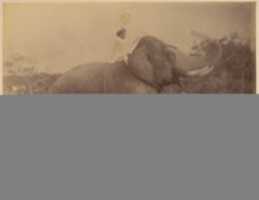 Free download The Great Elephant Saluting free photo or picture to be edited with GIMP online image editor