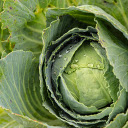 The Green Cabbage  screen for extension Chrome web store in OffiDocs Chromium