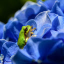 The green frog hides in the flower  screen for extension Chrome web store in OffiDocs Chromium
