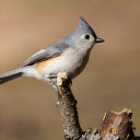 The Grey Bird  screen for extension Chrome web store in OffiDocs Chromium
