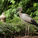 The Grey Heron and the Black Beak  screen for extension Chrome web store in OffiDocs Chromium