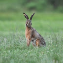 The hare on the green meadow  screen for extension Chrome web store in OffiDocs Chromium