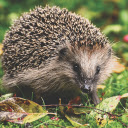 The hedgehog goes looking for food  screen for extension Chrome web store in OffiDocs Chromium