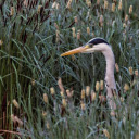 The Heron in the Grass  screen for extension Chrome web store in OffiDocs Chromium
