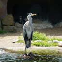 The heron next to the cave  screen for extension Chrome web store in OffiDocs Chromium
