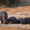 The hippos fell asleep  screen for extension Chrome web store in OffiDocs Chromium