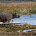 The hippo wades in the water  screen for extension Chrome web store in OffiDocs Chromium