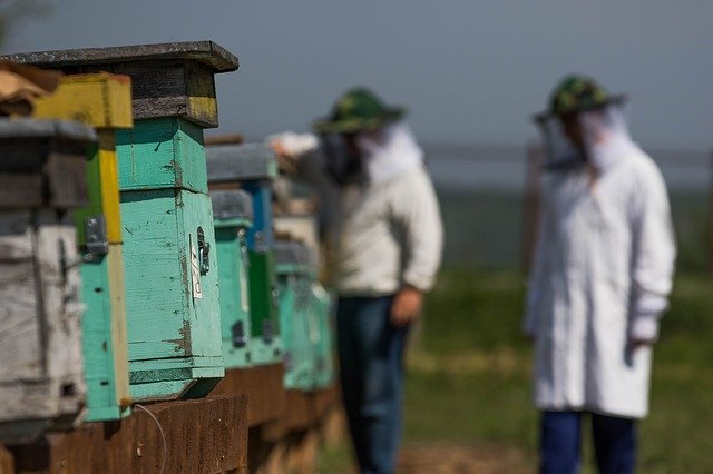 Free download The Hive Bee Honey -  free photo or picture to be edited with GIMP online image editor