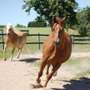 The horse galloped at lightning speed  screen for extension Chrome web store in OffiDocs Chromium
