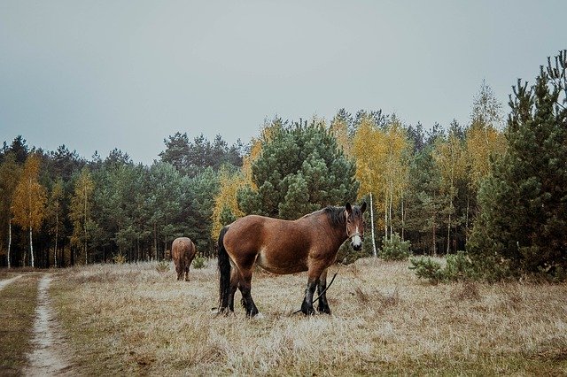 Template Photo The Horse Horses Animals -  for OffiDocs