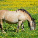 The horse is full in the field  screen for extension Chrome web store in OffiDocs Chromium