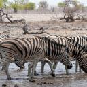 The horses drink water  screen for extension Chrome web store in OffiDocs Chromium