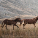 THE HORSE Theme  screen for extension Chrome web store in OffiDocs Chromium