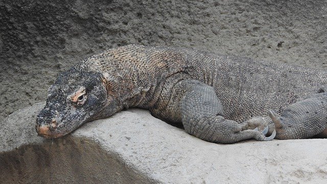 Bezpłatne pobieranie Smok z Komodo Varanus - bezpłatne zdjęcie lub obraz do edycji za pomocą internetowego edytora obrazów GIMP