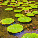 The lake is dry  screen for extension Chrome web store in OffiDocs Chromium