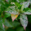 The leaf has pink edges  screen for extension Chrome web store in OffiDocs Chromium