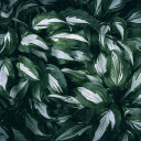 The leaves are shaped like feathers  screen for extension Chrome web store in OffiDocs Chromium