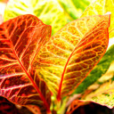 The leaves glow in the sunlight  screen for extension Chrome web store in OffiDocs Chromium