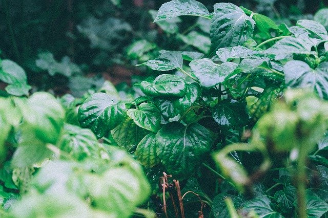 The Leaves Green ItS Raining 무료 다운로드 - 무료 사진 또는 김프 온라인 이미지 편집기로 편집할 수 있는 사진