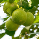 The lemon tree bears fruit  screen for extension Chrome web store in OffiDocs Chromium