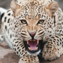 The Leopard: A Master of Stealth and Strength  screen for extension Chrome web store in OffiDocs Chromium