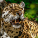 The Leopard and the Fangs  screen for extension Chrome web store in OffiDocs Chromium