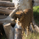 The leopard and the pile of wood  screen for extension Chrome web store in OffiDocs Chromium