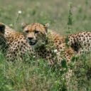 The Leopard: A Silent and Deadly Predator  screen for extension Chrome web store in OffiDocs Chromium