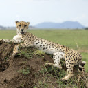 The leopard lies down on the mound  screen for extension Chrome web store in OffiDocs Chromium