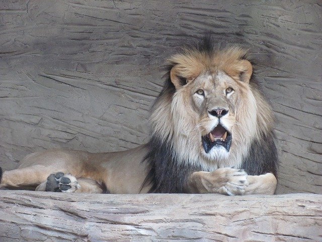تنزيل The Lion Leon مجانًا - صورة مجانية أو صورة لتحريرها باستخدام محرر الصور عبر الإنترنت GIMP
