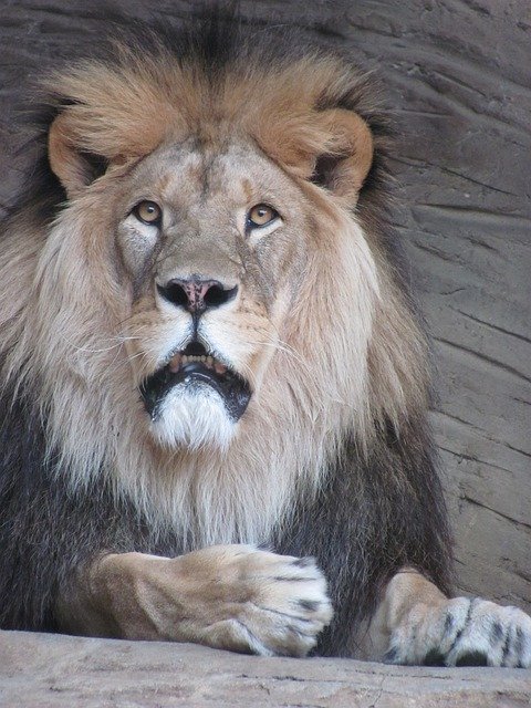 Free download The Lion Leon Head -  free photo or picture to be edited with GIMP online image editor