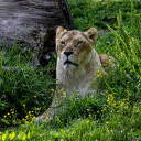 The lion lies down  screen for extension Chrome web store in OffiDocs Chromium