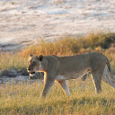 The lion on the wild field  screen for extension Chrome web store in OffiDocs Chromium