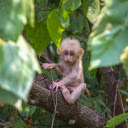 The little monkey trotted out  screen for extension Chrome web store in OffiDocs Chromium