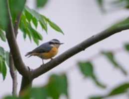 Free download The Little Nuthatch free photo or picture to be edited with GIMP online image editor