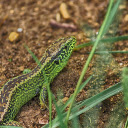 The lizard crawls on the ground  screen for extension Chrome web store in OffiDocs Chromium