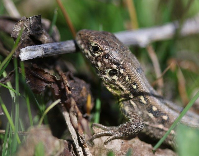 Free download The Lizard Reptile Small -  free photo or picture to be edited with GIMP online image editor