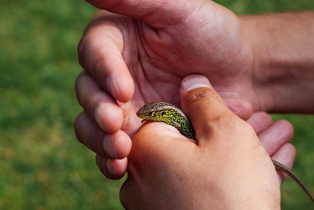 Безкоштовно завантажте The Lizard Sand Nature - безкоштовну фотографію чи зображення для редагування за допомогою онлайн-редактора зображень GIMP