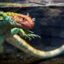 The lizard swims in the water  screen for extension Chrome web store in OffiDocs Chromium