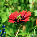 The locust landed on the flower  screen for extension Chrome web store in OffiDocs Chromium