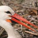 The Long Beaked Stork  screen for extension Chrome web store in OffiDocs Chromium