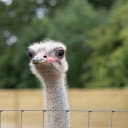 The long necked ostrich  screen for extension Chrome web store in OffiDocs Chromium
