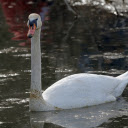 The Long Necked Swan  screen for extension Chrome web store in OffiDocs Chromium