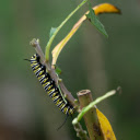 The long worm eats leaves  screen for extension Chrome web store in OffiDocs Chromium