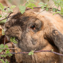 The Lop Eared Rabbit  screen for extension Chrome web store in OffiDocs Chromium